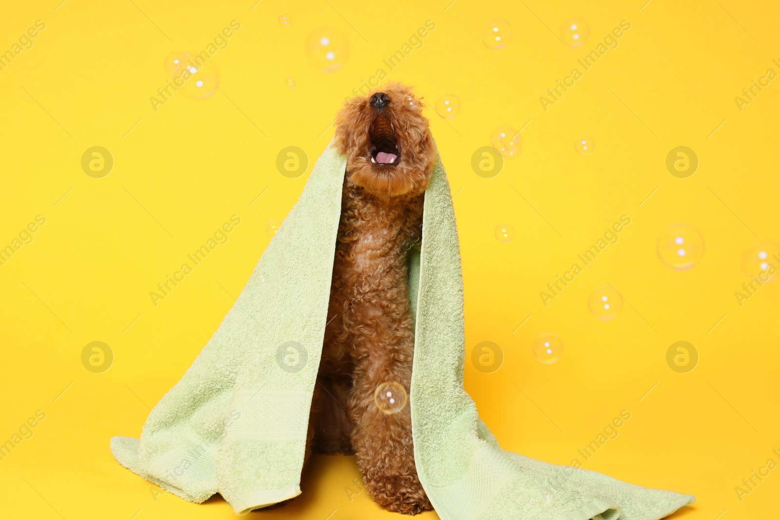 Photo of Cute Maltipoo dog wrapped in towel and soap bubbles on orange background