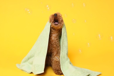 Photo of Cute Maltipoo dog wrapped in towel and soap bubbles on orange background