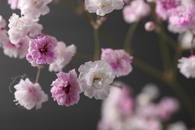 Photo of Beautiful dyed gypsophila on dark grey background, closeup