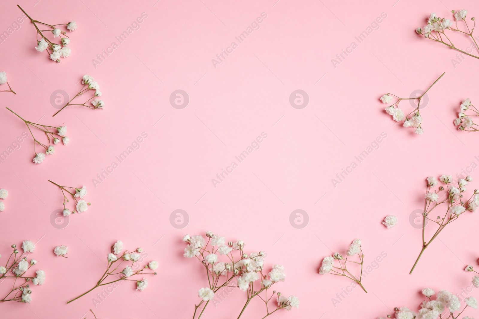 Photo of Beautiful floral composition with gypsophila on pink background, flat lay. Space for text