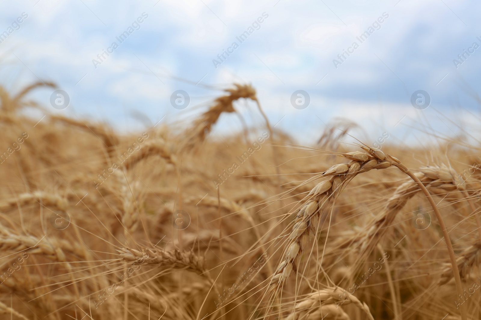 Photo of Ripe wheat spikes in agricultural field, closeup. Space for text