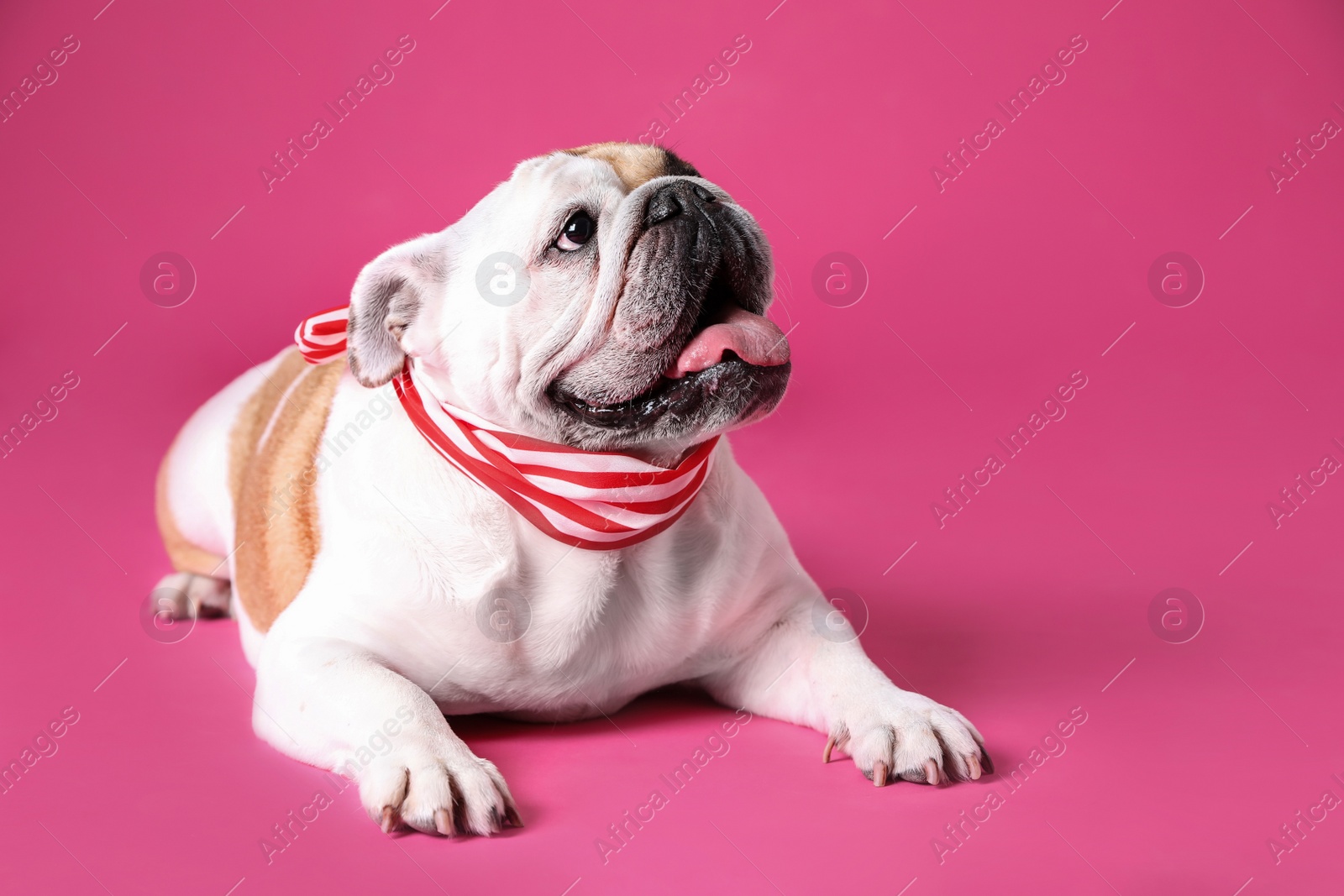 Photo of Adorable funny English bulldog with ribbon on pink background