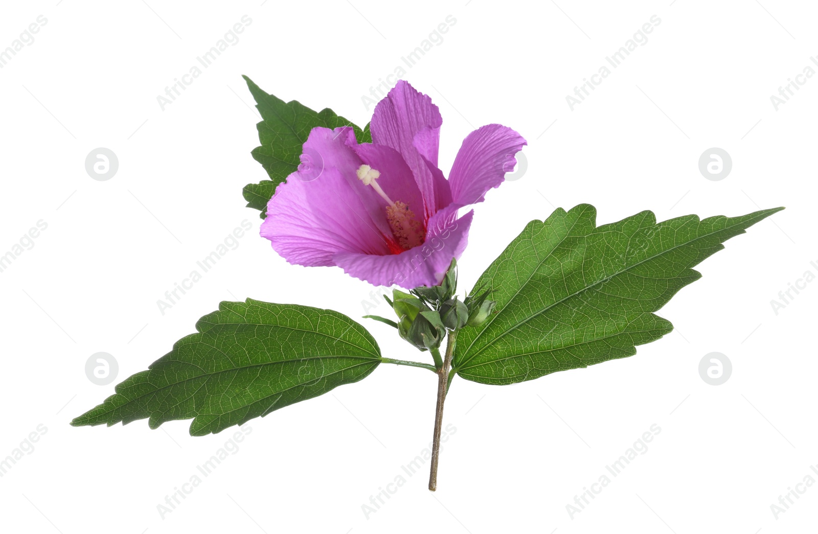 Photo of Beautiful tropical Hibiscus flower on white background