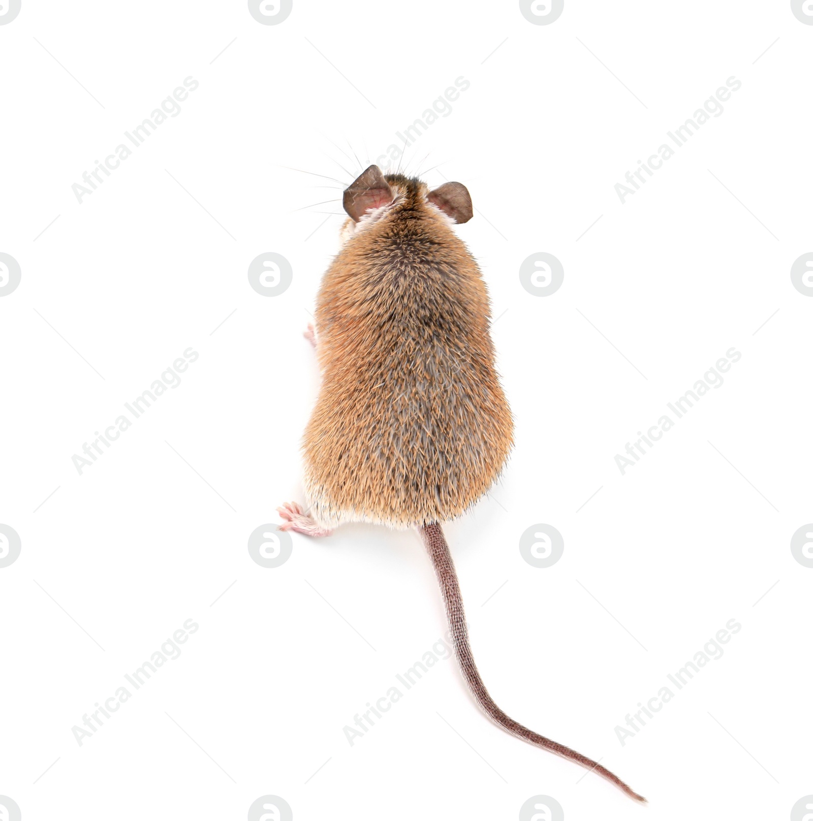 Photo of Small cute spiny mouse on white background