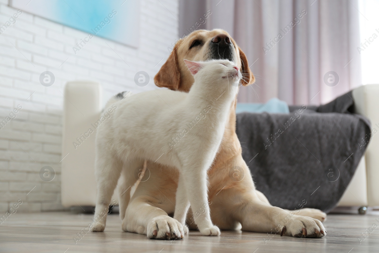 Photo of Adorable dog and cat together on floor indoors. Friends forever