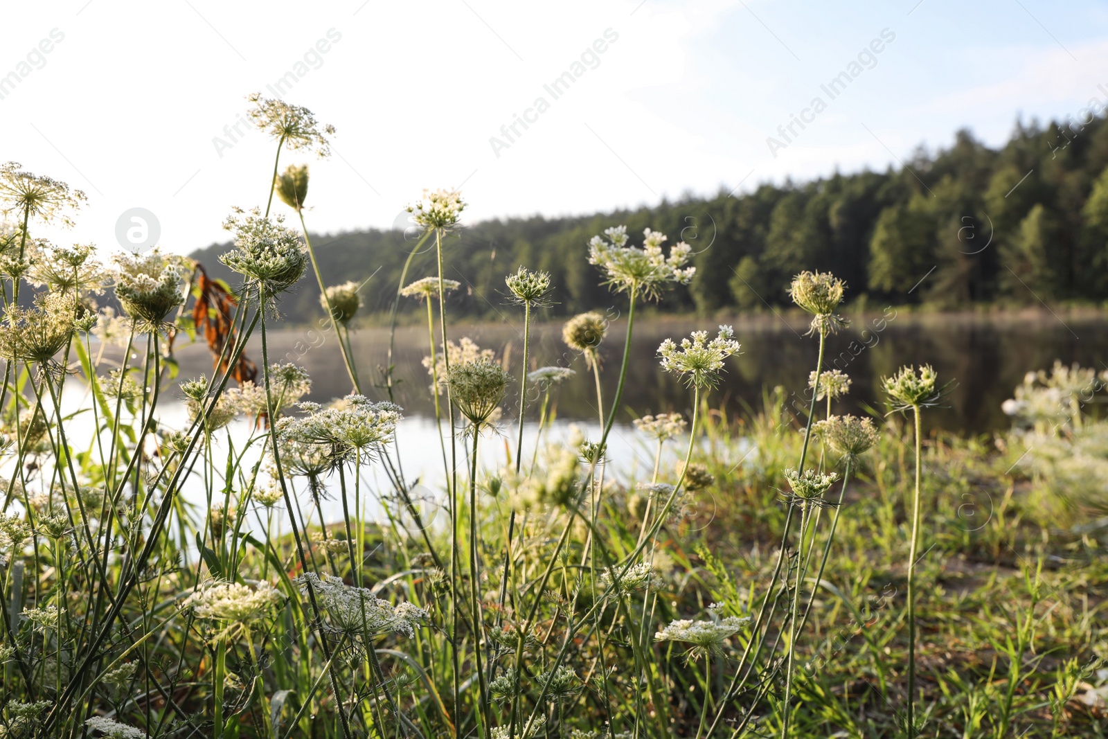 Photo of Blooming wildflowers near lake. Camping season