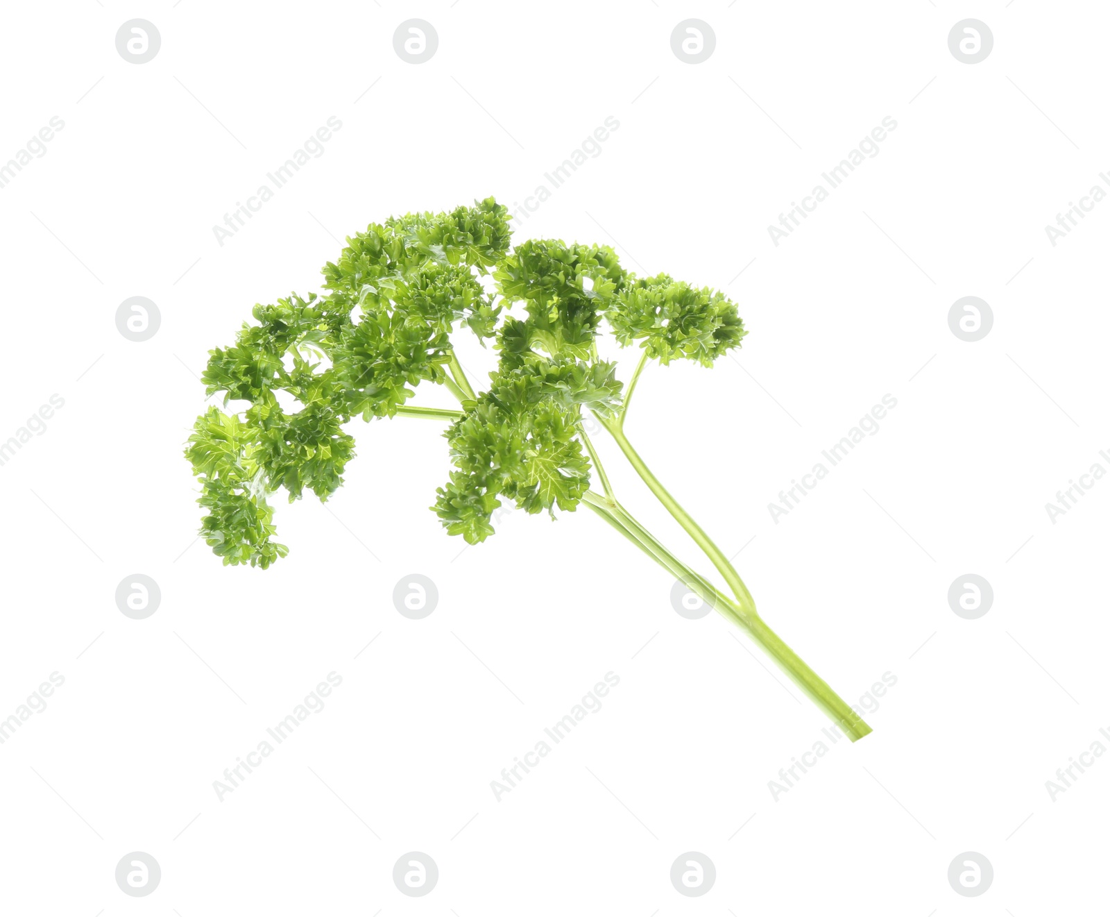 Photo of Fresh green curly parsley on white background