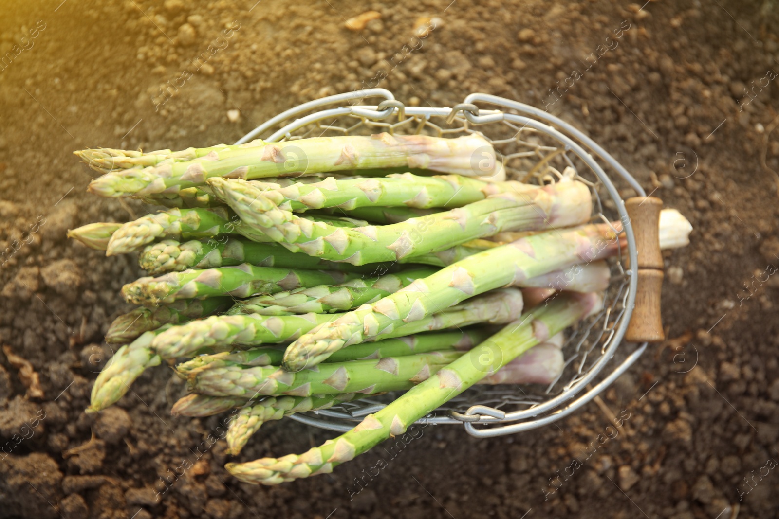 Photo of Metal basket with fresh asparagus on ground outdoors, top view