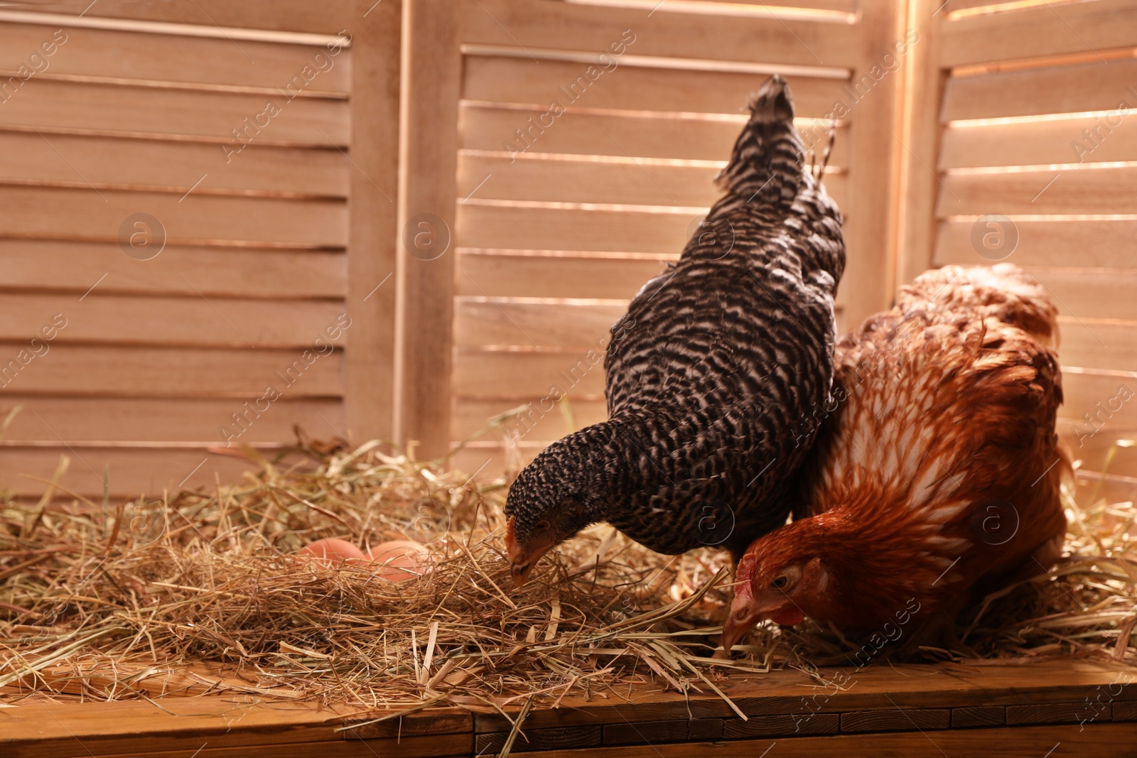 Photo of Two different beautiful chickens with eggs on hay in henhouse