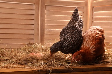 Two different beautiful chickens with eggs on hay in henhouse