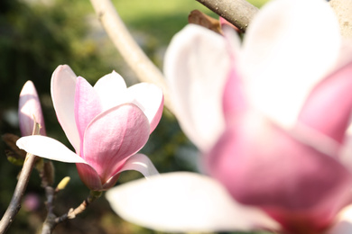 Photo of Closeup view of blossoming magnolia tree outdoors on spring day