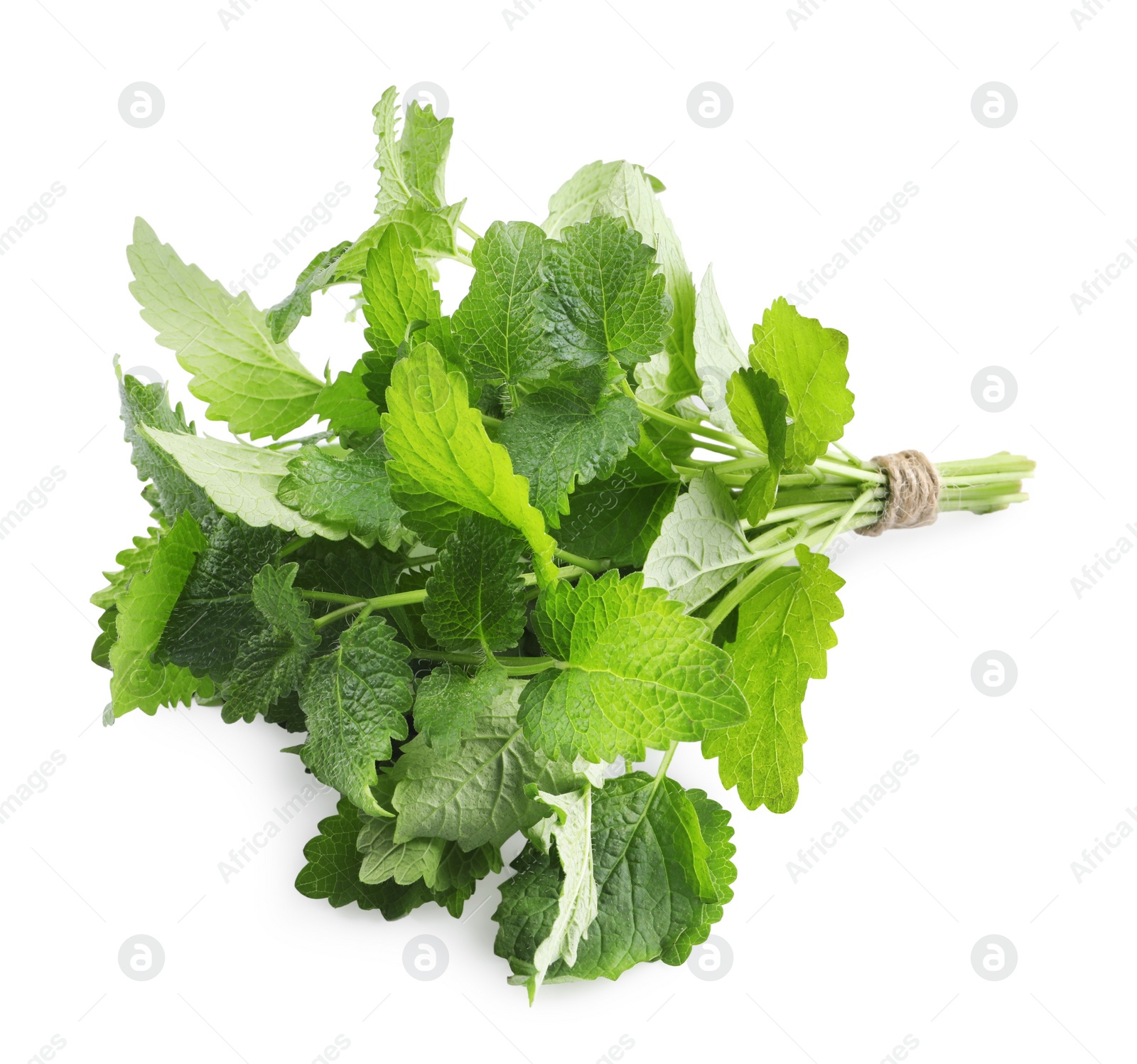 Photo of Bunch of fresh lemon balm on white background