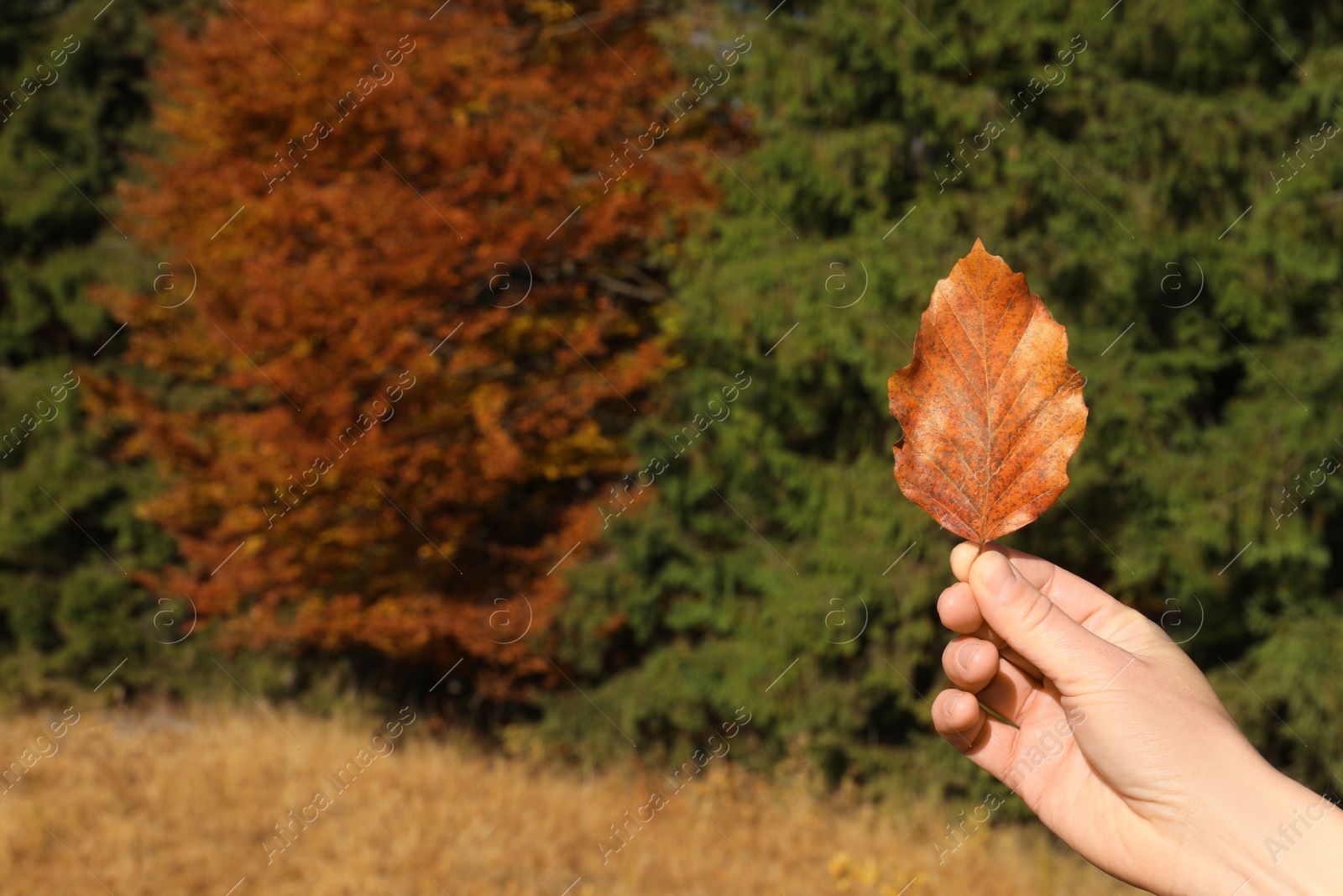 Photo of Woman holding beautiful leaf outdoors on autumn day, closeup. Space for text