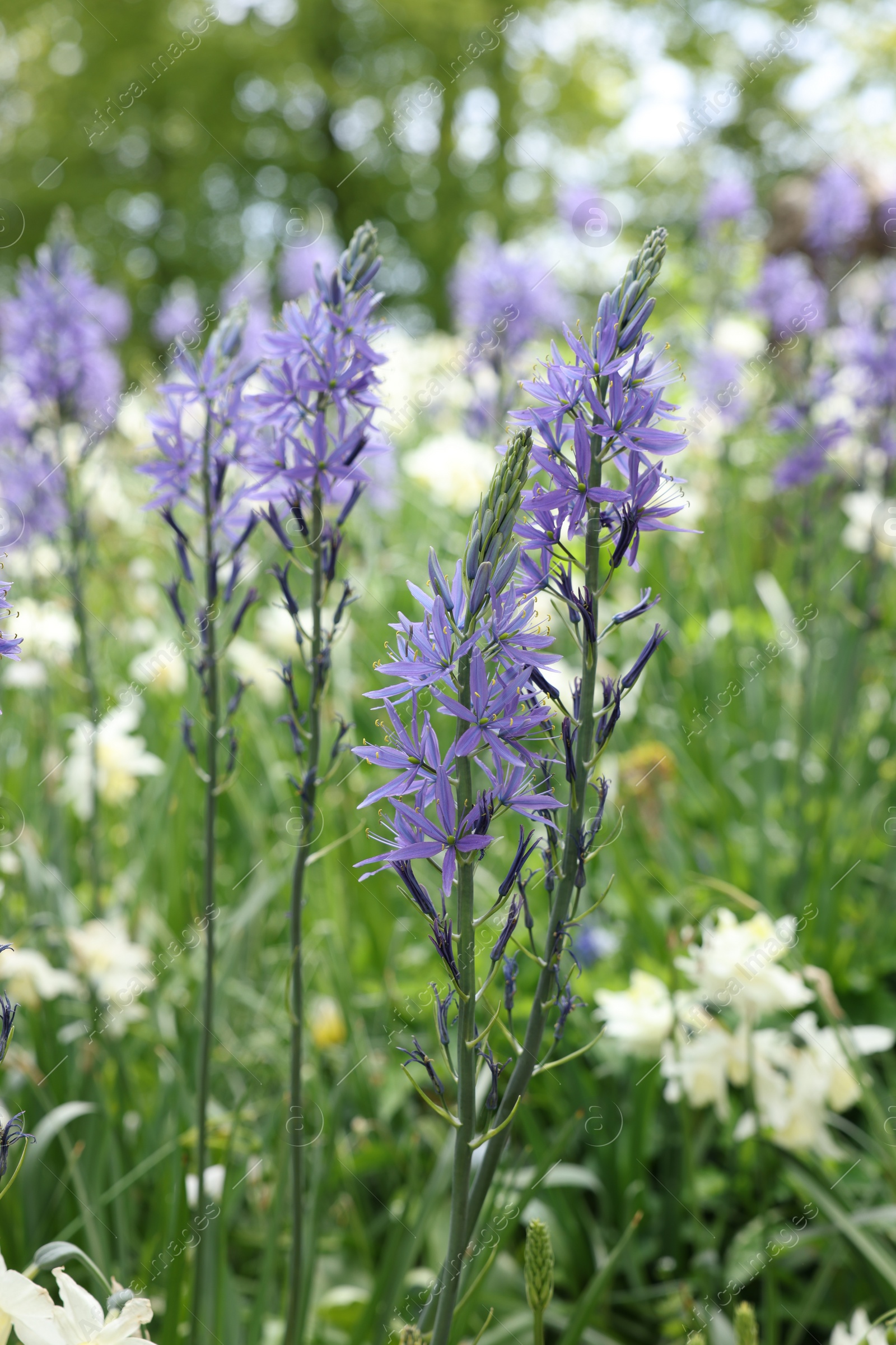 Photo of Beautiful Camassia growing among narcissus flowers outdoors, closeup. Spring season