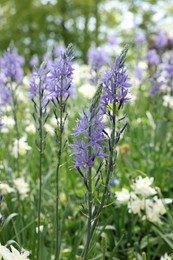 Beautiful Camassia growing among narcissus flowers outdoors, closeup. Spring season