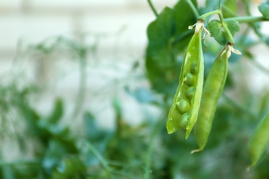 Ripe green pea pods growing outdoors, closeup