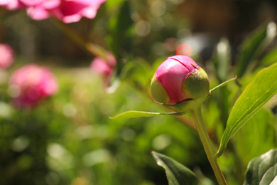 Beautiful pink peony bud outdoors, closeup. Space for text