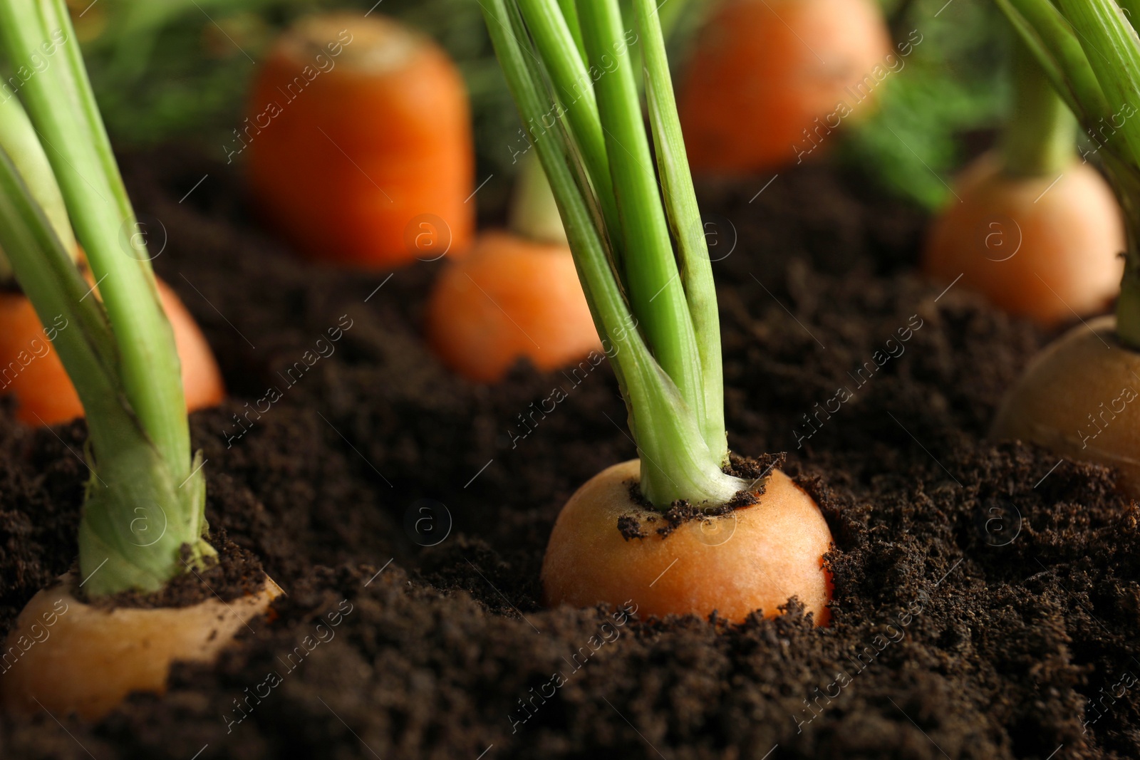 Photo of Ripe carrots in soil, closeup. Healthy diet