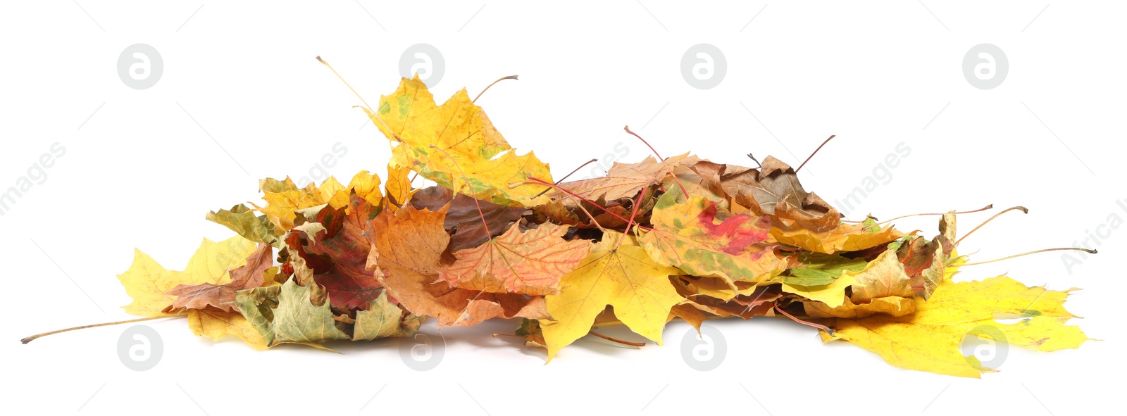 Photo of Pile of dry autumn leaves isolated on white