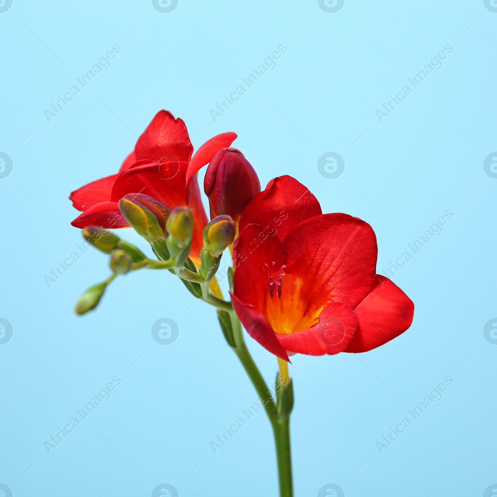 Photo of Beautiful freesia flower on color background