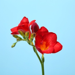 Beautiful freesia flower on color background