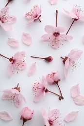 Photo of Beautiful spring tree blossoms and petals on white background, flat lay