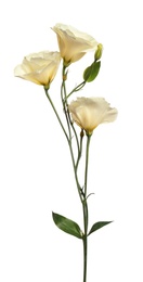 Beautiful fresh Eustoma flowers isolated on white