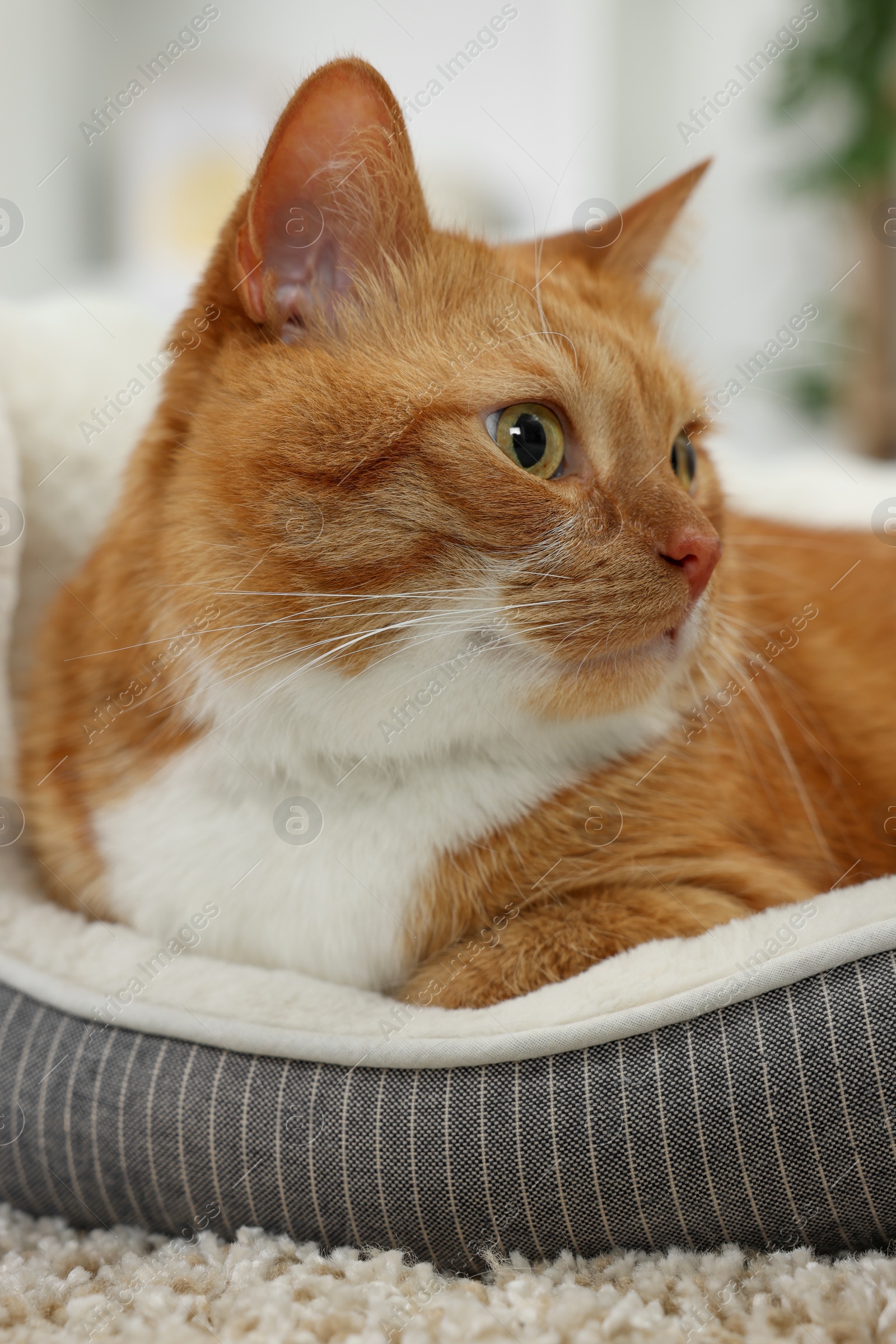 Photo of Cute ginger cat lying on pet bed at home, closeup