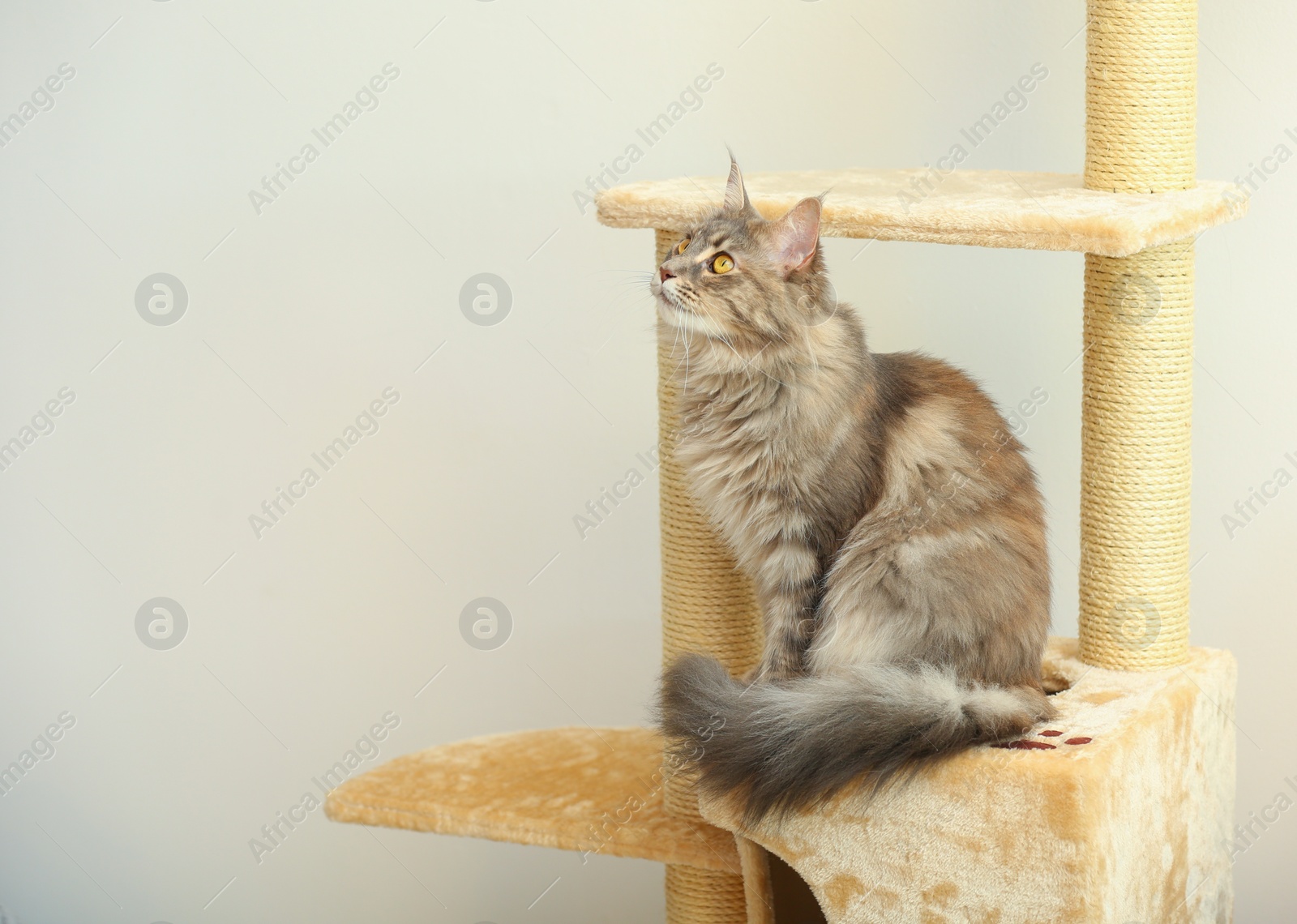 Photo of Adorable Maine Coon on cat tree at home. Space for text