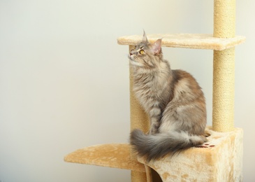 Photo of Adorable Maine Coon on cat tree at home. Space for text