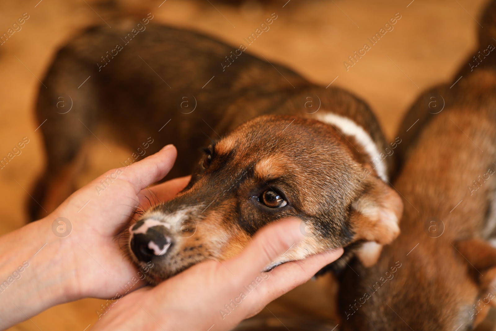 Photo of Woman stroking homeless dog in animal shelter, closeup. Concept of volunteering