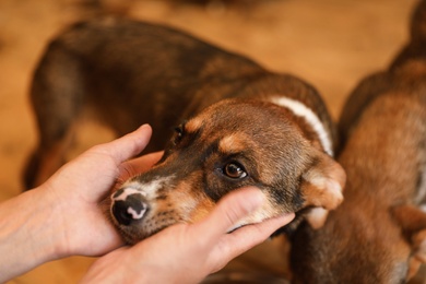 Woman stroking homeless dog in animal shelter, closeup. Concept of volunteering