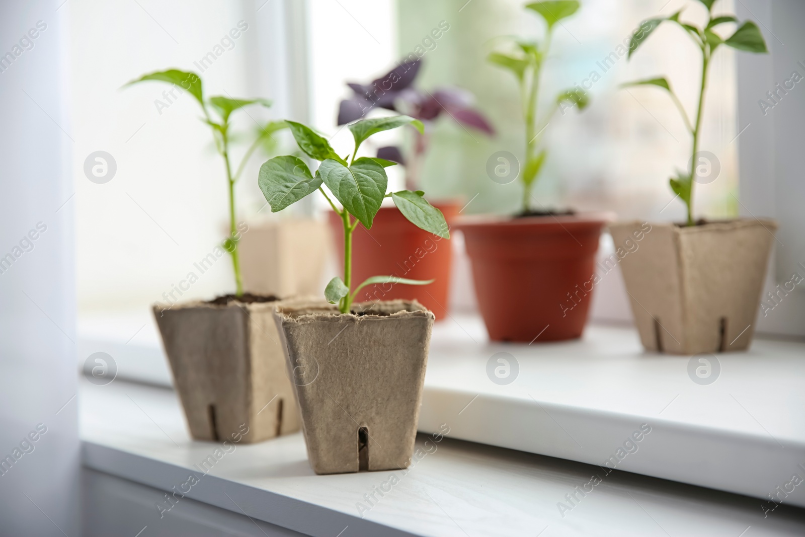 Photo of Green pepper seedlings in peat pots on window sill indoors