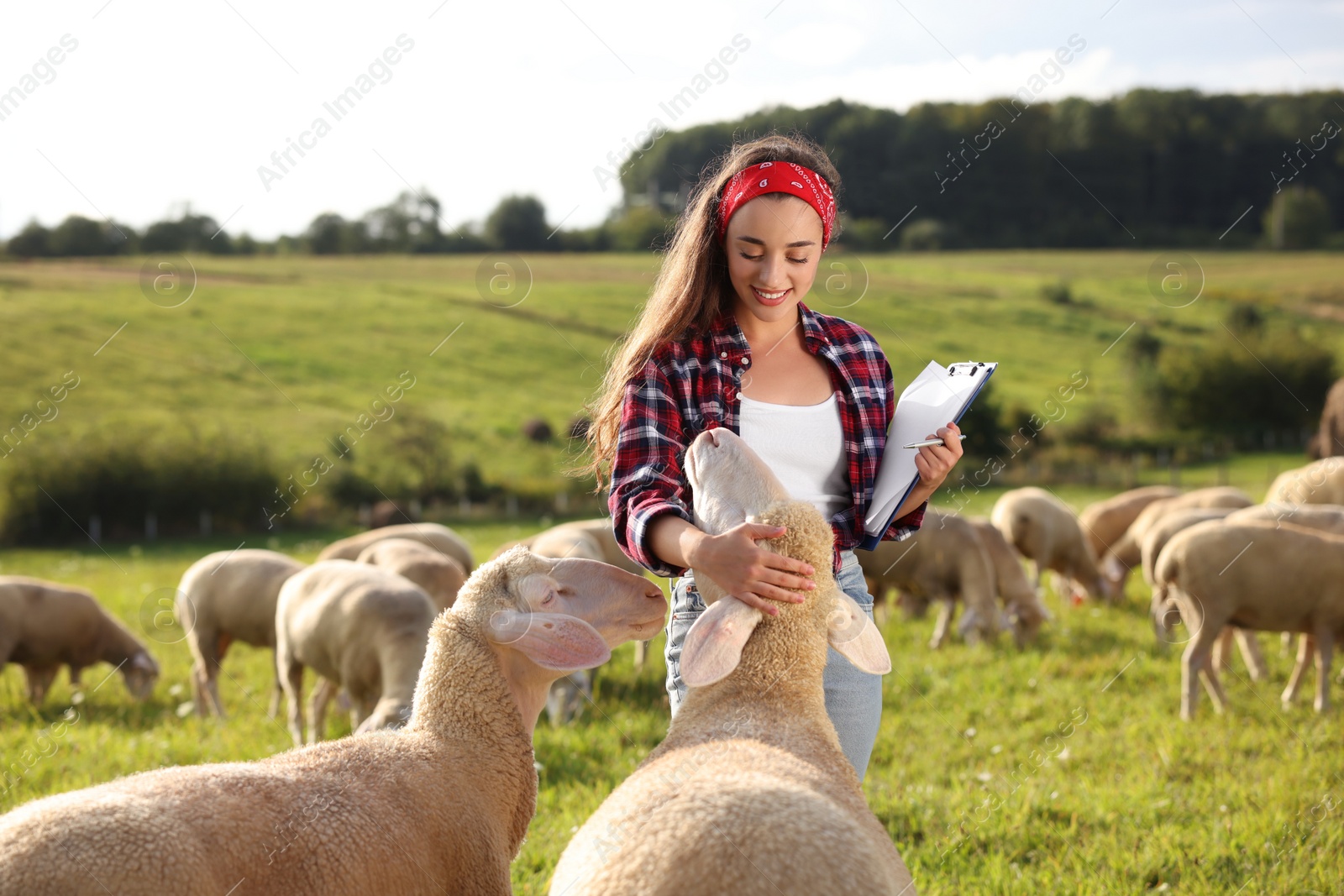 Photo of Smiling woman with clipboard and pen stroking sheep on pasture at farm