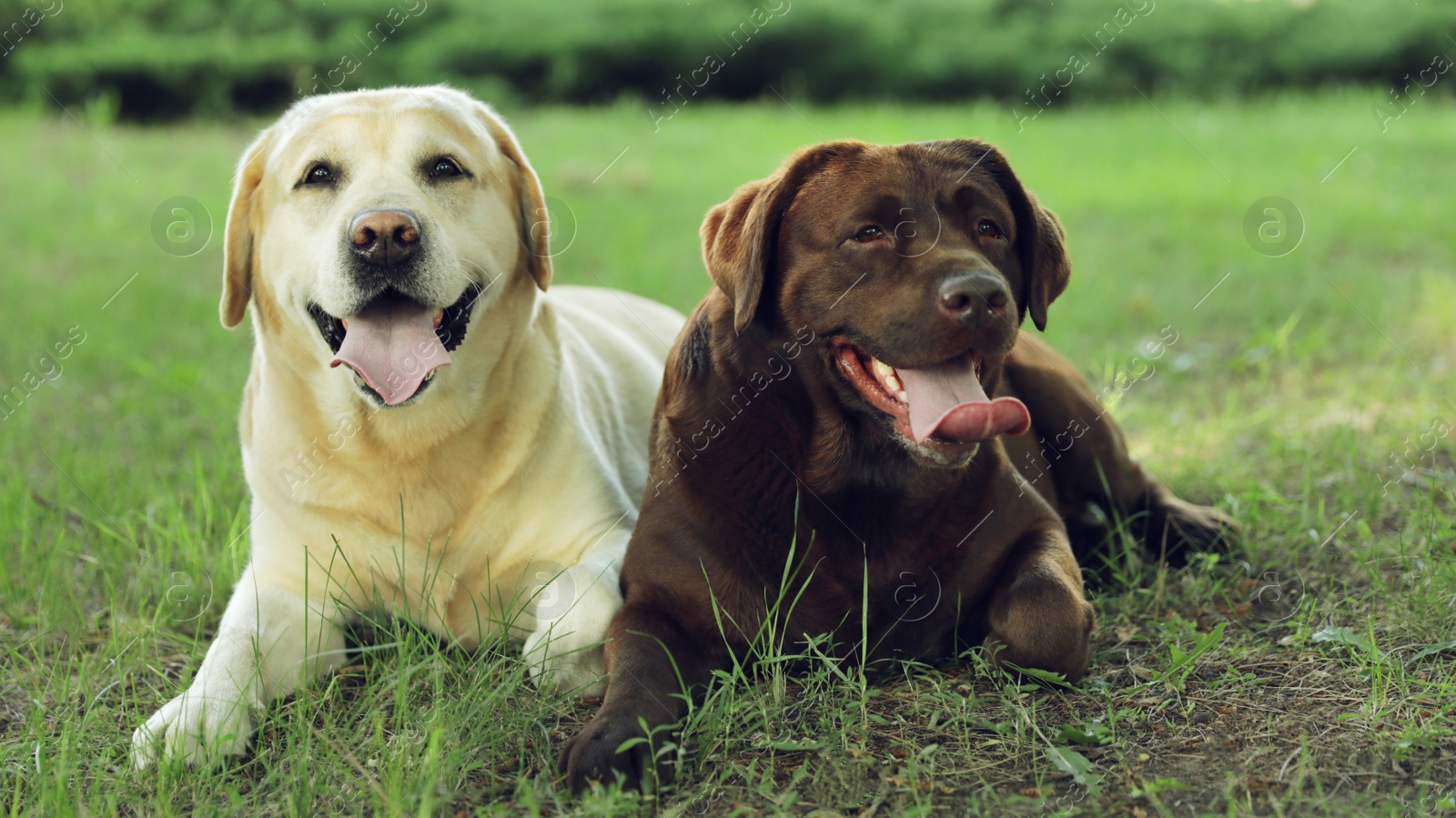 Photo of Funny Labrador Retriever dogs in green summer park