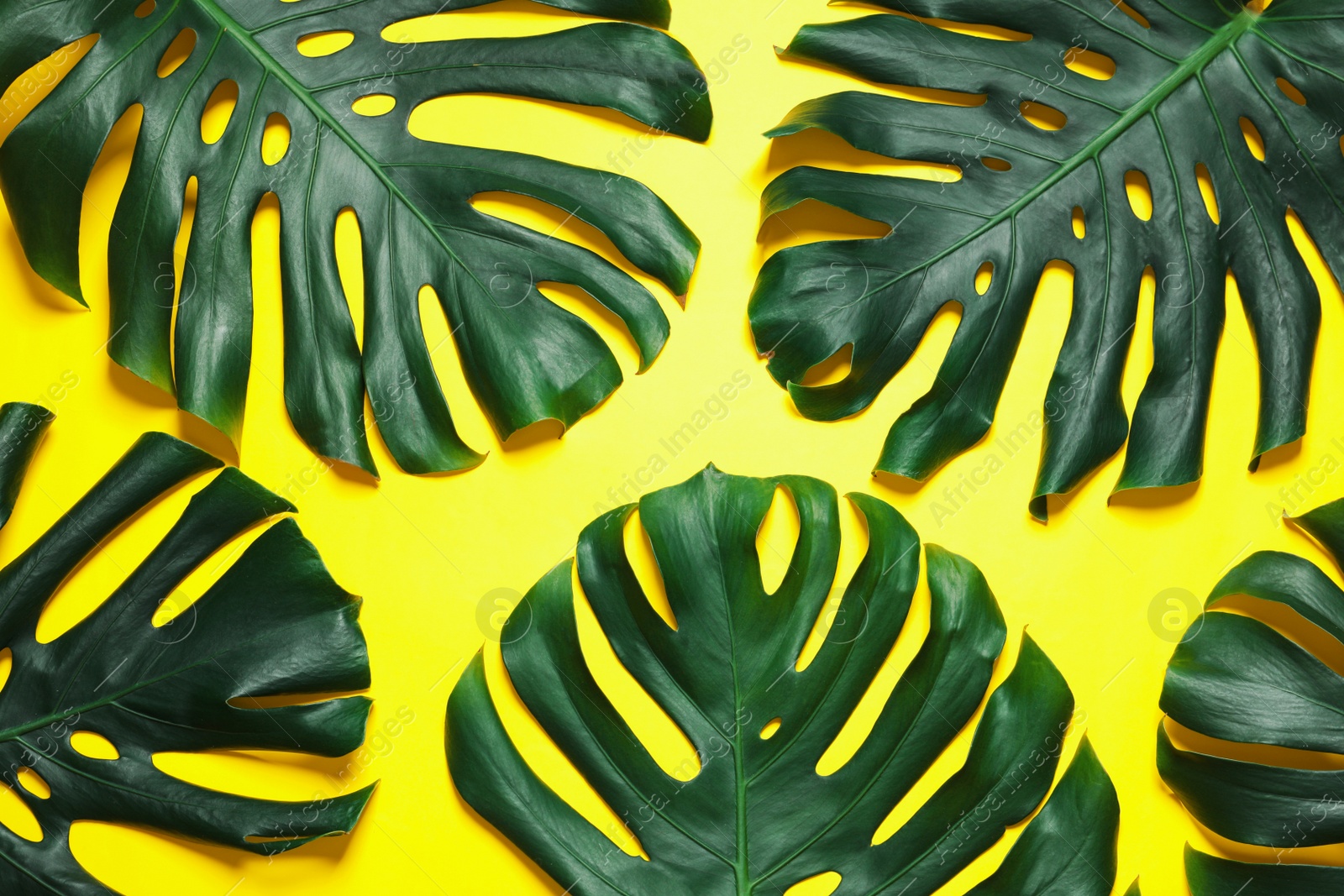 Photo of Green fresh monstera leaves on color background, flat lay. Tropical plant