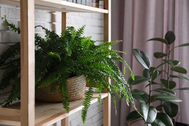 Fresh potted fern on wooden shelf in room