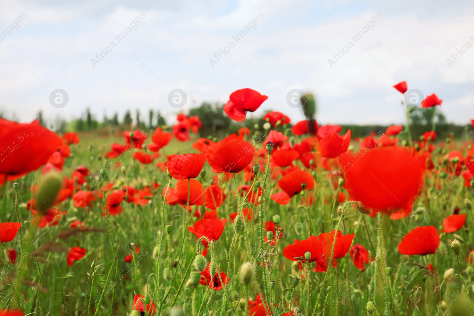 Photo of Beautiful red poppy flowers growing in field