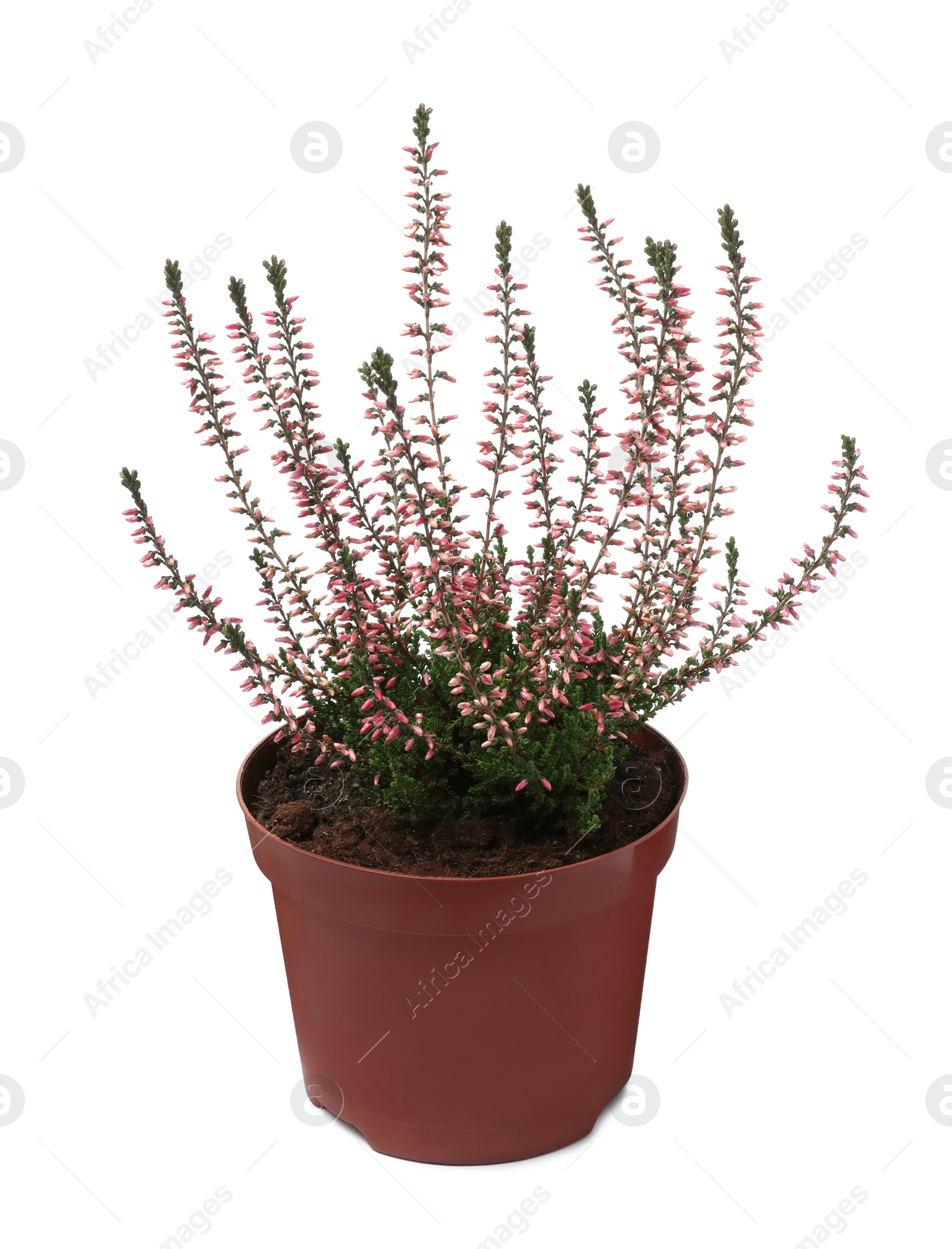 Photo of Beautiful heather in flowerpot isolated on white