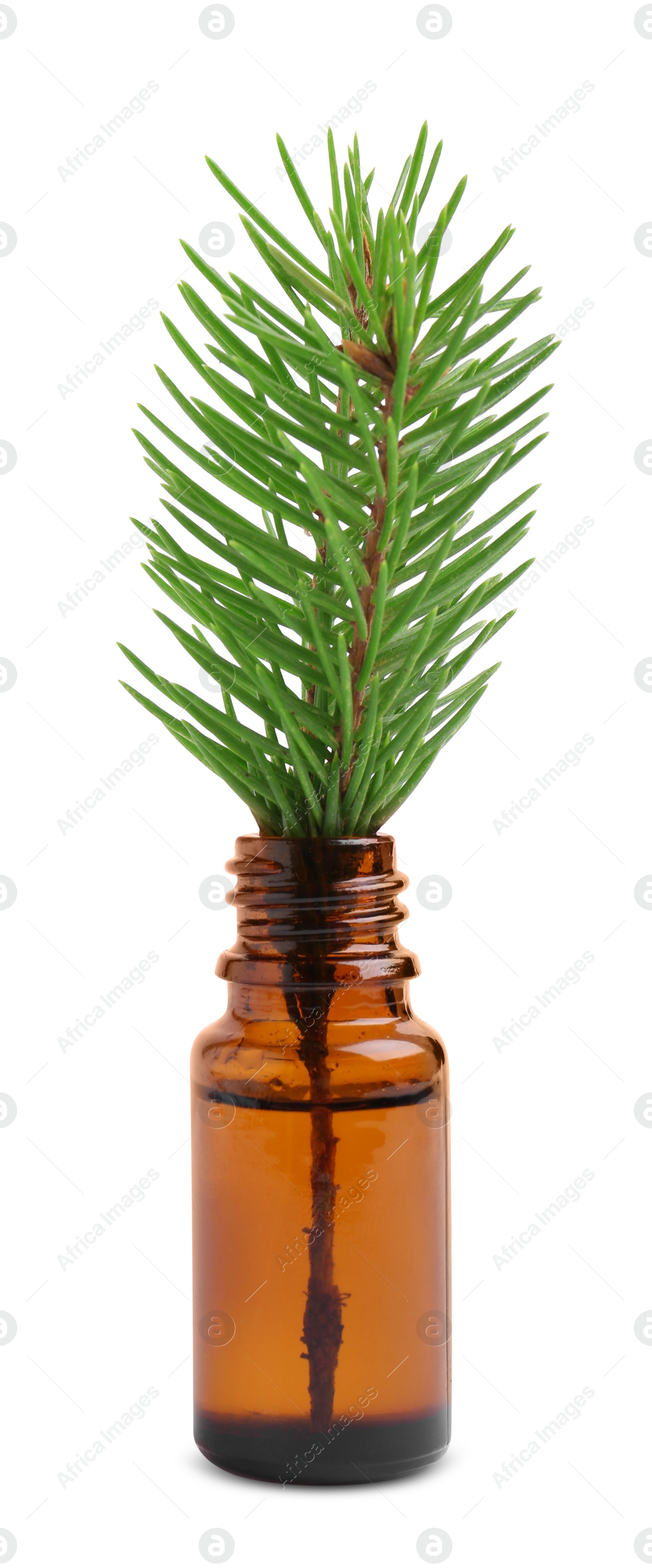 Photo of Bottle of pine essential oil and tree branch on white background