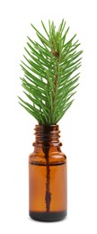 Bottle of pine essential oil and tree branch on white background