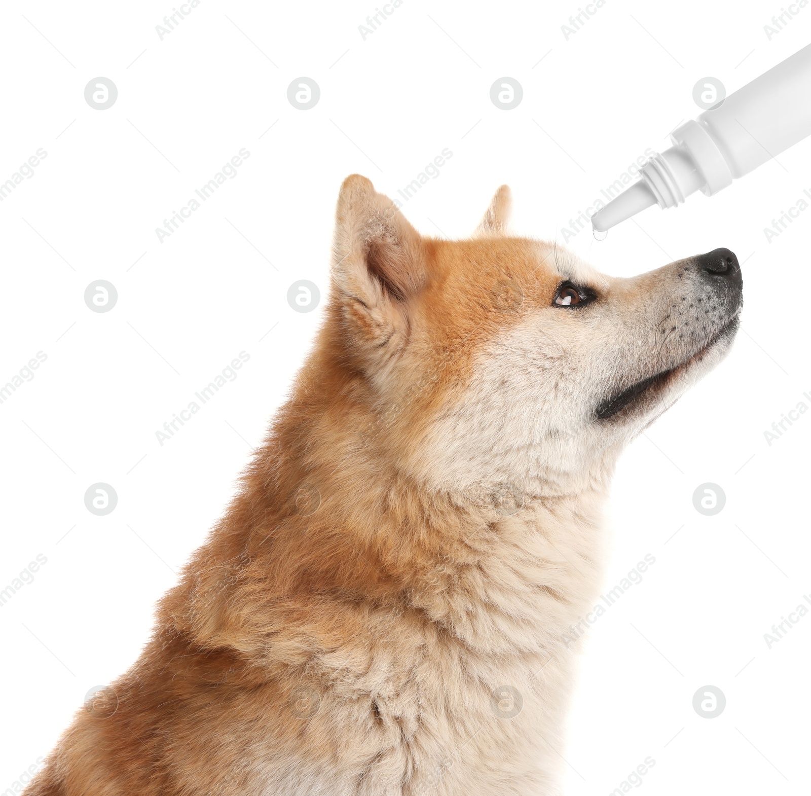 Image of Giving medical drops to cute dog on white background