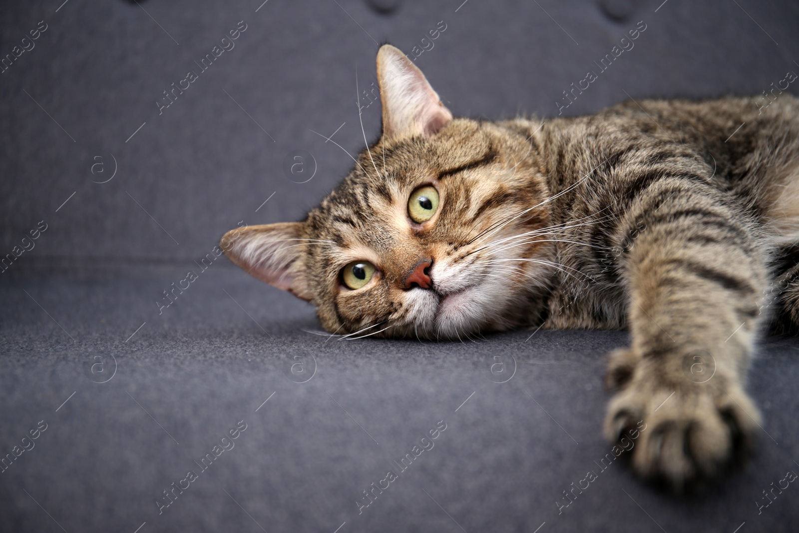 Photo of Cute cat resting on sofa at home
