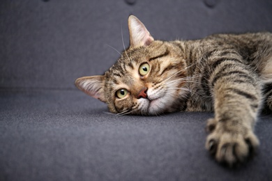 Photo of Cute cat resting on sofa at home