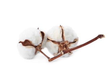 Beautiful fluffy cotton flowers on white background