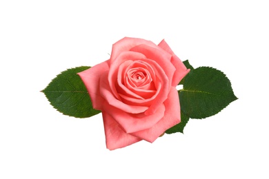 Photo of Beautiful blooming pink rose on white background, top view