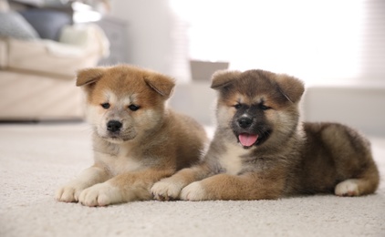 Adorable Akita Inu puppies on carpet indoors