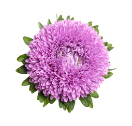 Image of Beautiful bright aster flower on white background