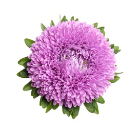 Beautiful bright aster flower on white background