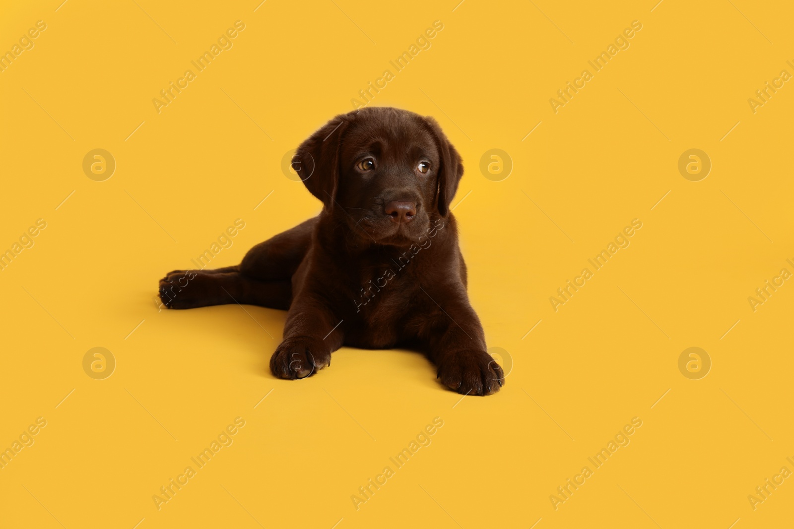 Cute chocolate Labrador Retriever puppy on yellow background Photo of Cute chocolate Labrador Retriever puppy on yellow background